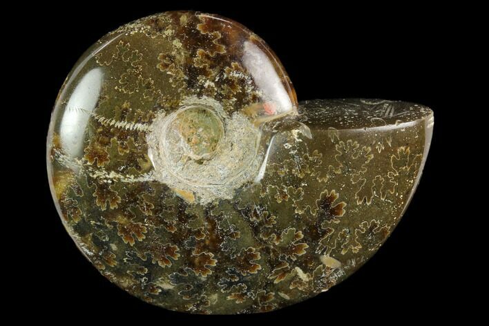Polished, Agatized Ammonite (Cleoniceras) - Madagascar #119202